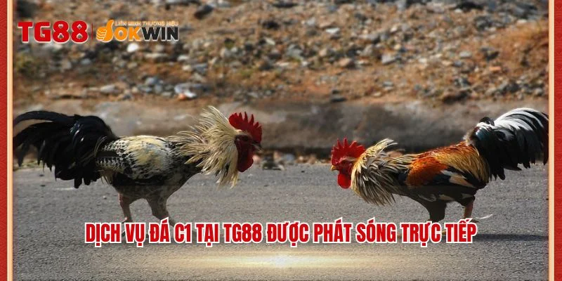 Dịch vụ đá C1 tại TG88 được phát sóng trực tiếp