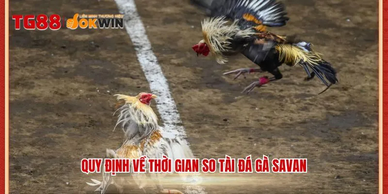 Quy định về thời gian so tài đá gà Savan